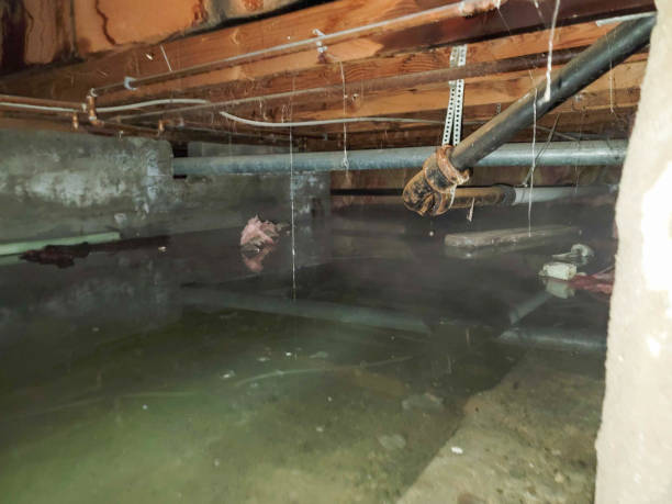 Best Professional water damage repair  in Detroit Beach, MI