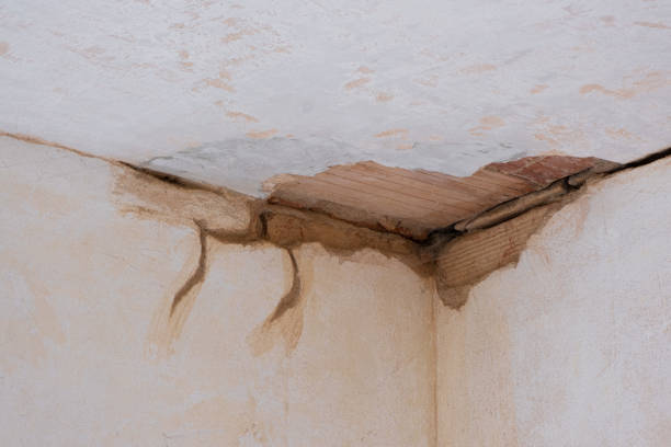 Best Basement water damage restoration  in Detroit Beach, MI