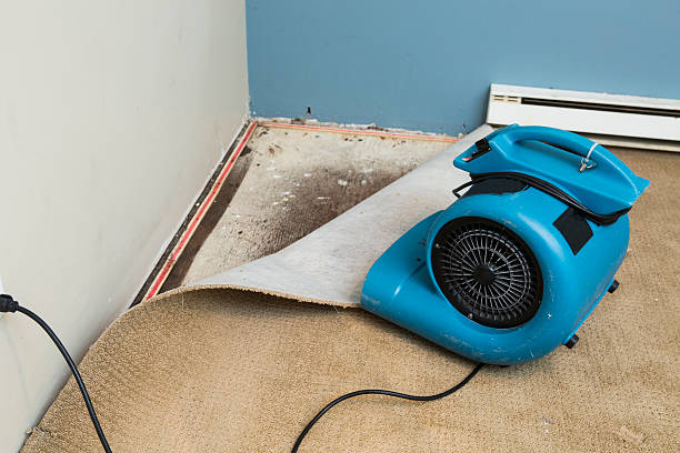 Best Water damage restoration near me  in Detroit Beach, MI